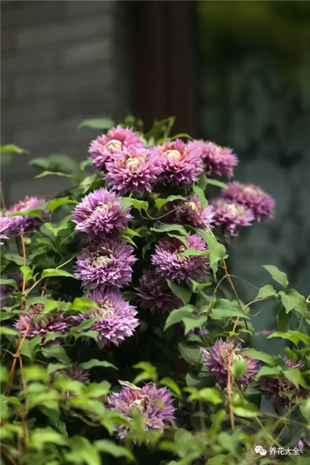 鸢尾花的花园